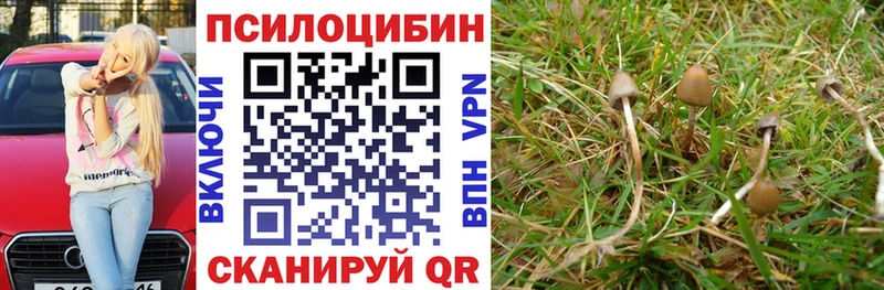 Купить где  Россошь  Псилоцибиновые грибы Cubensis 